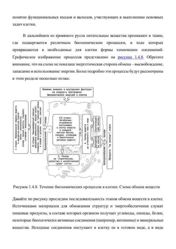 Биохимические процессы в организме - Image 3