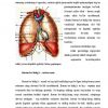 Nafas olish a'zolarining tuzulishi va nafas olish mehanizmini o'rganish - Image 2