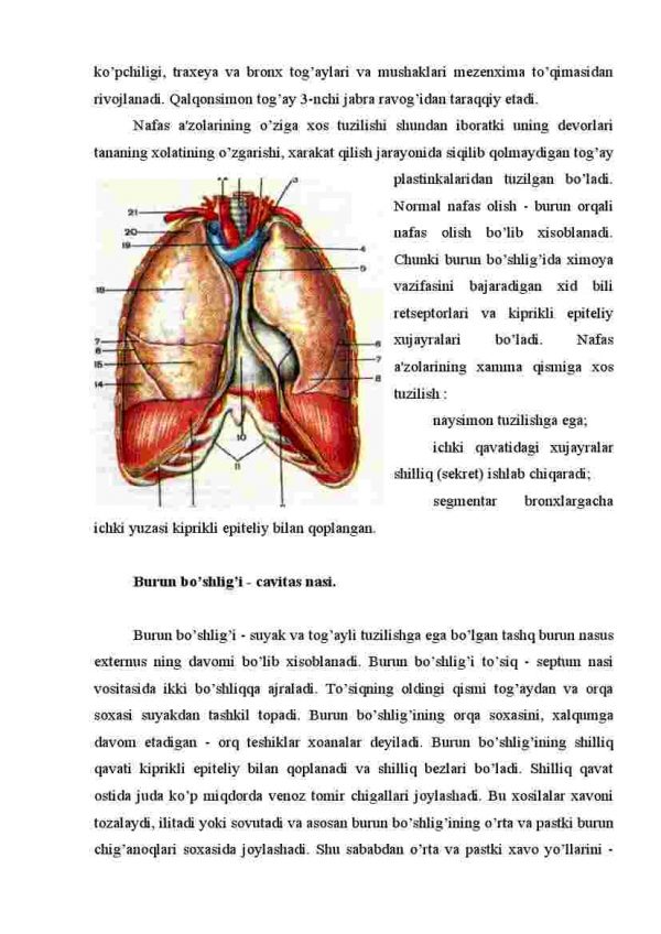 Nafas olish a'zolarining tuzulishi va nafas olish mehanizmini o'rganish - Image 2