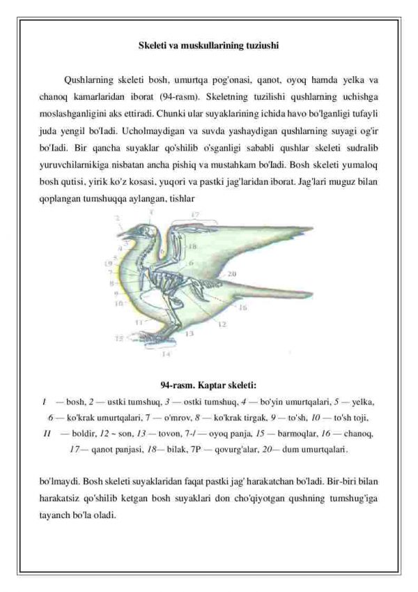 Qushlarning skeleti va muskullarining tuzilishi