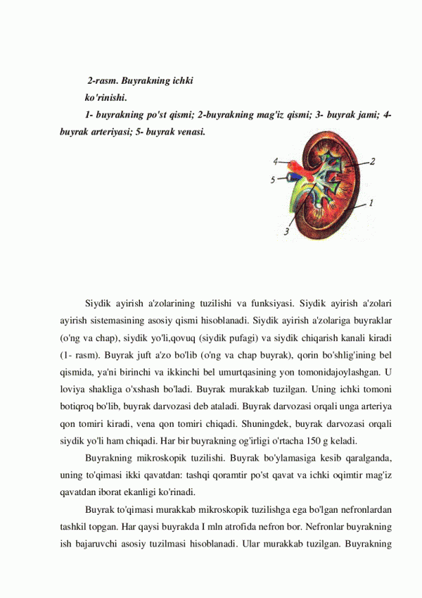 Siydik-tanosil sistemasi a'zolarining tuzulishi - Image 3