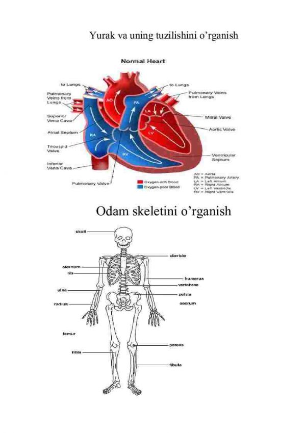 Yurak va uning tuzilishini o'rganish