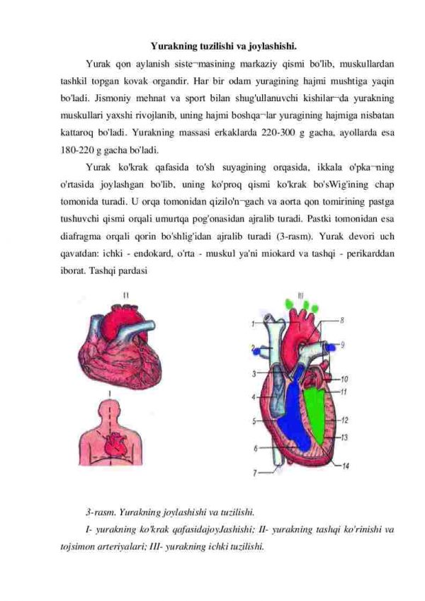 Yurak va uning tuzulishini o'rganish va chizish - Image 2