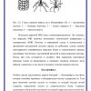 Вирусы - неклеточные формы жизни - Image 2
