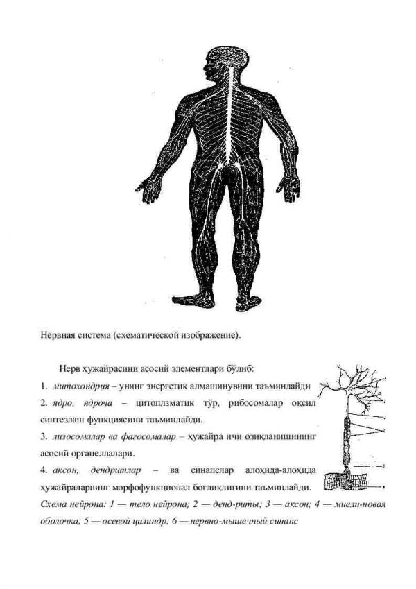 Nevrologiya tarixi va asoslari - Image 3