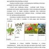 О'simliklarning yashash sharoitiga moslanishlari - Image 4