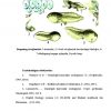 Suvda ham quruqda yashovchilar sinfi. Evolyutsiysi va ekologiyasi - Image 4