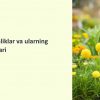 Urug' kurtagining joylashuvi
