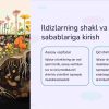 Ildizlarning turlari va ularning o'zgarish sabablari - Image 4