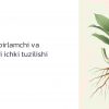 Ildizning birlamchi va ikkilamchi ichki tuzilishi