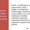 Novda, uning tuzilishi va funksiyalari - Image 4
