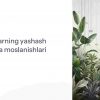 O'simliklarning yashash sharoitiga moslanishlari