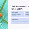 Plastidalar, ularning turlari va kimyoviy tarkibi - Image 2