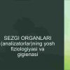 Sezgi organlari (anаlizаtоrlаr)ning yosh fiziоlоgiyasi vа gigiеnаsi
