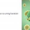 Sitoplazma va uning harakati