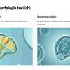 Urug' va urug' kurtagi haqida umumiy tushuncha - Image 4