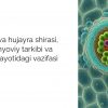 Vakuola va hujayra shirasi, uning kimyoviy tarkibi va hujayra hayotidagi vazifasi