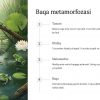 Hayvonlarning hayot aylanishi va rivojlanishi - Image 4