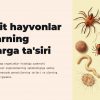 Parazit hayvonlar va ularning xostlarga ta'siri