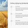 Ruminiya iqtisodiyoti: qishloq xo'jaligi va sanoat - Image 2