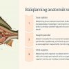 Turli xil baliq turlarining biologiyasi va ko'payishi - Image 2