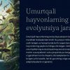Umurtqali hayvonlarning evolyutsiya jarayoni
