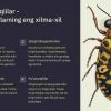 Umurtqasizlarning rivojlanishi va ularning turlari - Image 2