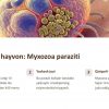 Yer yuzidagi eng kichik va eng yirik hayvonlar - Image 2