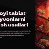 Yovvoyi tabiat va hayvonlarni saqlash usullari