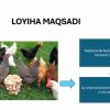 Tadbirkorlik faoliyatlarini tashkil etish: Parrandachilik sohasida - Image 4