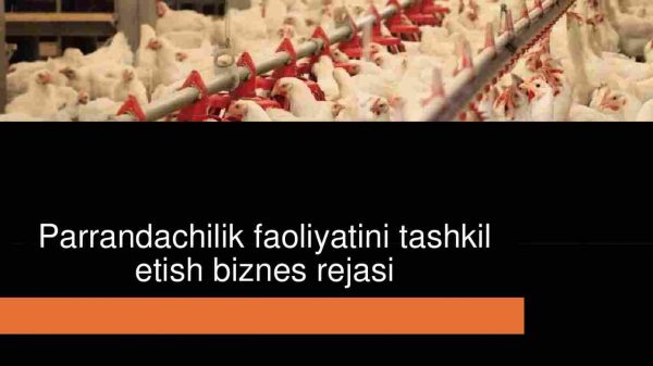 Parrandachilik faoliyatini tashkil etish biznes rejasi