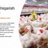 Parrandachilik faoliyatini tashkil etish biznes rejasi - Image 3
