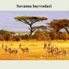 Ekvatorial o'rmonlar va savannalar - Image 4