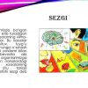 Sezgi va idrokni o'rganishdagi yondashuvlar - Image 2