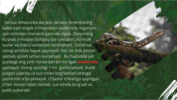 Amazoniya chakalakzorlari - Image 2
