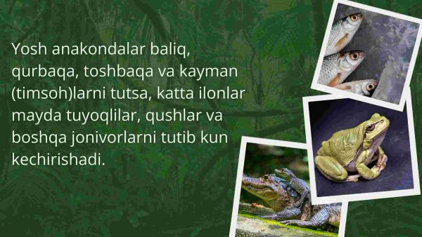 Amazoniya chakalakzorlari - Image 3