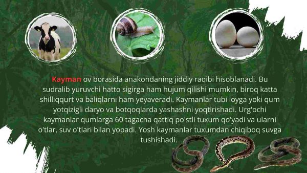 Amazoniya chakalakzorlari - Image 4