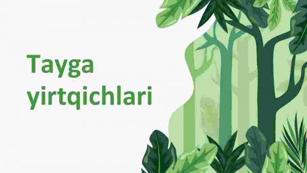 Tayga yirtqichlari