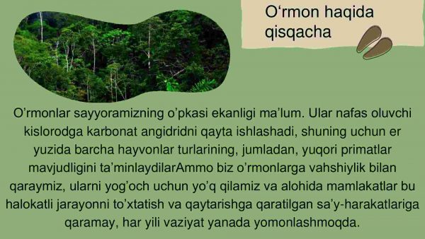 O'rmon pog'onalari ostida - Image 2