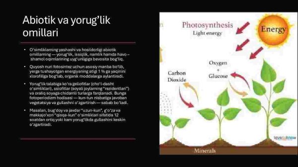 O'simliklarning tashqi muhit omillariga chidamliligi - Image 4