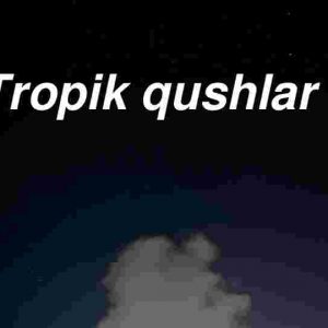 Tropik qushlar