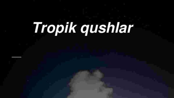 Tropik qushlar