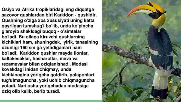 Tropik qushlar - Image 2