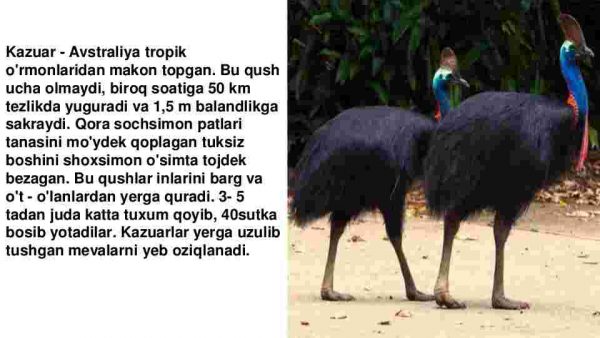 Tropik qushlar - Image 3
