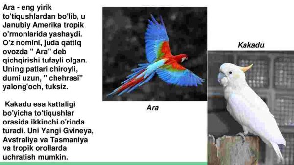 Tropik qushlar - Image 4