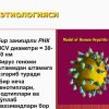 Virusli gepatit C  (etiologiya,klassifikasiya, klinika, davosi) - Image 3