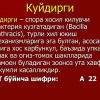 Kuydirgi - Image 2