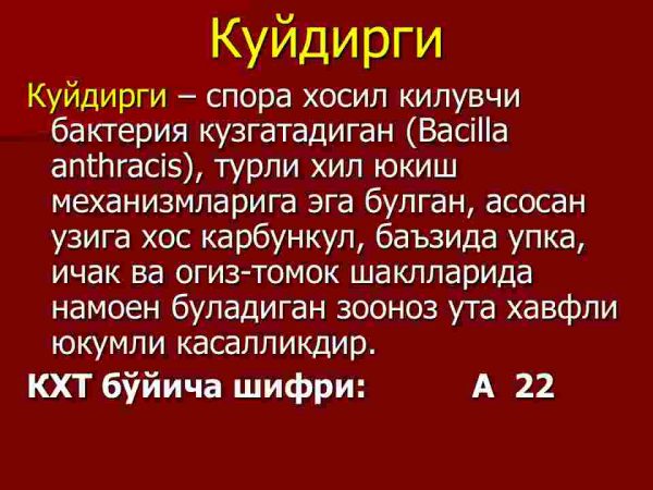 Kuydirgi - Image 2