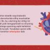 Qon tomirlar - Image 2