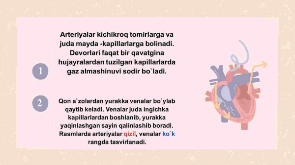 Qon tomirlar - Image 3